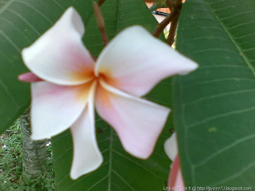 Frangipani Flowers